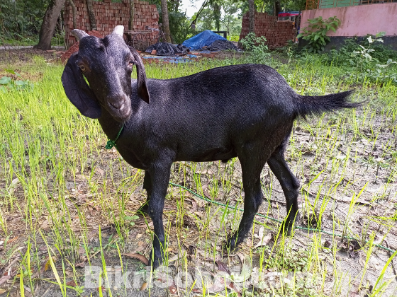 দেশি বড় খাশি